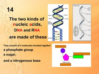 14
     The two kinds of
      nucleic acids,
         DNA and RNA
     are made of these
They consist of 3 molecules bonded together

a phosphate group
a sugar,
and a nitrogenous base
 