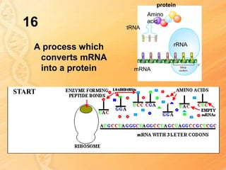 protein
                          Amino
16                 tRNA
                          acid



                                  rRNA
 A process which
  converts mRNA
  into a protein     mRNA
 