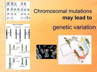 Chromosomal mutations
         may lead to
      genetic variation
 
