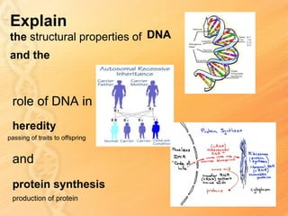 Explain
the structural properties of DNA
and the



 role of DNA in
 heredity
passing of traits to offspring


 and
 protein synthesis
 production of protein
 