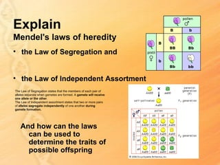 Explain
Mendel's laws of heredity
• the Law of Segregation and


• the Law of Independent Assortment
The Law of Segregation states that the members of each pair of
alleles separate when gametes are formed. A gamete will receive
one allele or the other.
The Law of Independent assortment states that two or more pairs
of alleles segregate independently of one another during
gamete formation.




   And how can the laws
     can be used to
     determine the traits of
     possible offspring
 