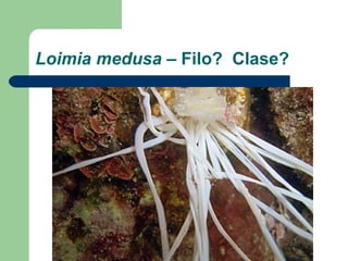 Loimia medusa – Filo? Clase?
 