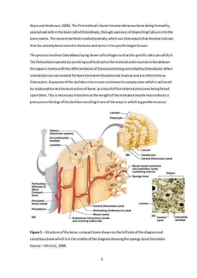 New research topics in poultry nutrition image