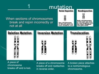 1
 _____________ mutation
When sections of chromosomes
 break and rejoin incorrectly or
 not at all




 A piece of                A piece of a chromosome     A broken piece attaches
 chromosome                breaks off and reattaches   to a nonhomologous
 breaks off and is lost.   in reverse order.           chromosome.
 