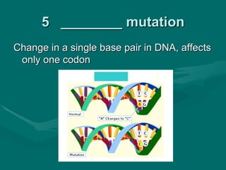 5 ________ mutation
Change in a single base pair in DNA, affects
 only one codon
 