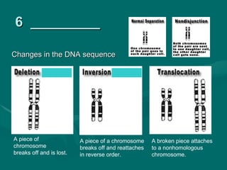6 _________

Changes in the DNA sequence




A piece of                A piece of a chromosome     A broken piece attaches
chromosome                breaks off and reattaches   to a nonhomologous
breaks off and is lost.   in reverse order.           chromosome.
 