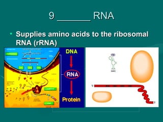 9 ______ RNA
• Supplies amino acids to the ribosomal
  RNA (rRNA)
 