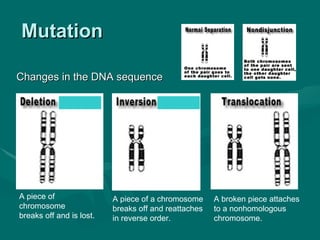 Mutation

Changes in the DNA sequence




A piece of                A piece of a chromosome     A broken piece attaches
chromosome                breaks off and reattaches   to a nonhomologous
breaks off and is lost.   in reverse order.           chromosome.
 