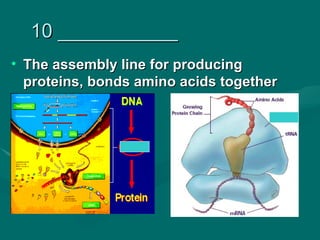 10 ___________
• The assembly line for producing
  proteins, bonds amino acids together
 