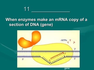 11 ____________
When enzymes make an mRNA copy of a
 section of DNA (gene)




                          RNA

                         gene
 