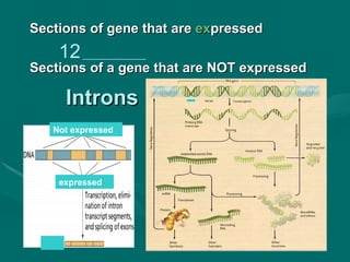 Sections of gene that are expressed
    12 _____________
Sections of a gene that are NOT expressed

     Introns
   Not expressed




    expressed
 