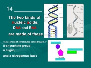 14 _________
     The two kinds of
      nucleic acids,
         DNA and RNA
     are made of these
They consist of 3 molecules bonded together

a phosphate group
a sugar,
and a nitrogenous base
 