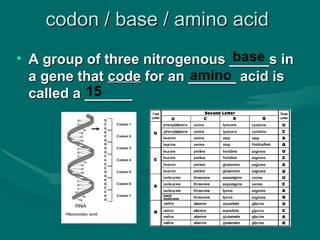 codon / base / amino acid
                                base
• A group of three nitrogenous _____s in
                          amino
  a gene that code for an ______ acid is
           15
  called a ______
 