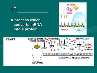 protein
                   Amino
16 _________       acid
                     tRNA

                             rRNA
A process which
 converts mRNA
 into a protein   mRNA
 