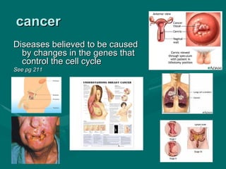 cancer
Diseases believed to be caused
  by changes in the genes that
  control the cell cycle
See pg 211
 
