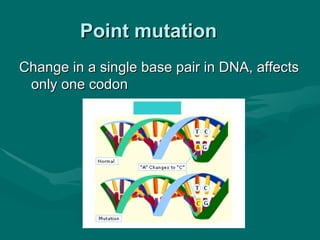 Point mutation
Change in a single base pair in DNA, affects
 only one codon
 
