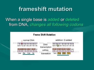 frameshift mutation
When a single base is added or deleted
 from DNA, changes all following codons
 