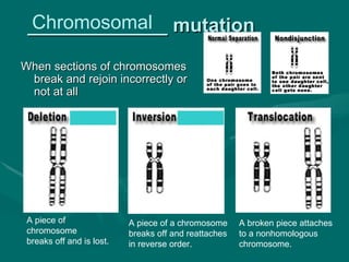 Chromosomal
 _____________ mutation
When sections of chromosomes
 break and rejoin incorrectly or
 not at all




 A piece of                A piece of a chromosome     A broken piece attaches
 chromosome                breaks off and reattaches   to a nonhomologous
 breaks off and is lost.   in reverse order.           chromosome.
 