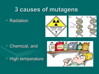 3 causes of mutagens
• Radiation




• Chemical, and

• High temperature
 