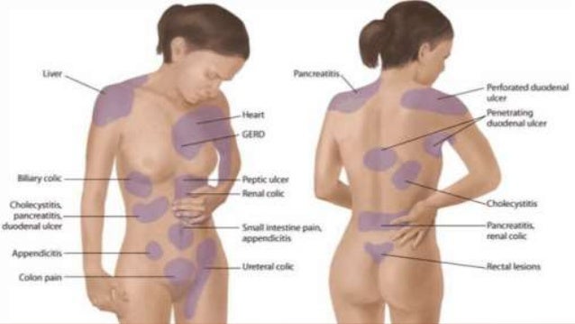 Cat Abdominal Pain After Eating Cat Abdominal Pain After Eating
