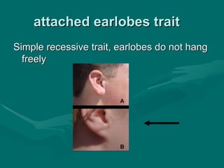 B23 ppt patterns of heredity and human genetics | PPT
