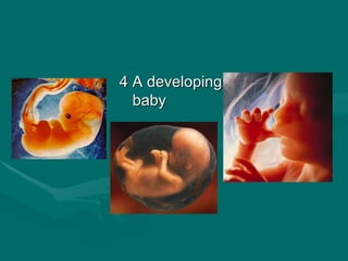 B23 ppt patterns of heredity and human genetics | PPT