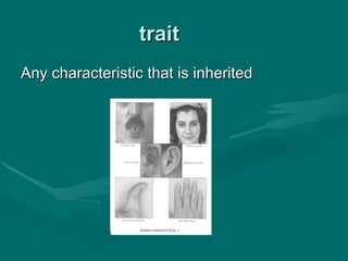B23 ppt patterns of heredity and human genetics | PPT
