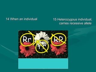 B23 ppt patterns of heredity and human genetics | PPT
