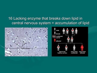 B23 ppt patterns of heredity and human genetics | PPT