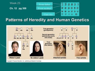 Week 23         From father
 Ch. 12 pg 308   From mother

                      Click this

Patterns of Heredity and Human Genetics
 