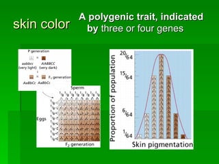 B24 ppt heredity follows different rules | PPT