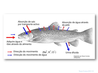 12




     Nuno Correia 2011/12
 