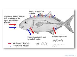 13




     Nuno Correia 2011/12
 