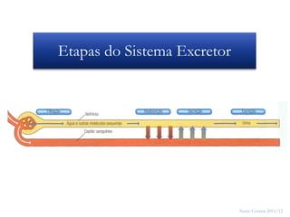 14




Etapas do Sistema Excretor




                             Nuno Correia 2011/12
 