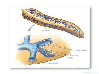15




     Nuno Correia 2011/12
 