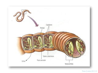 16




     Nuno Correia 2011/12
 