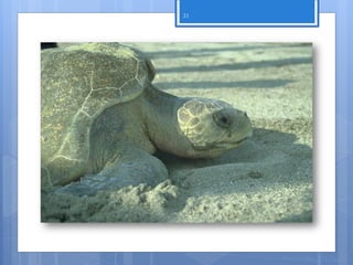 23




Glândulas de sal




                   Nuno Correia 2011/12
 