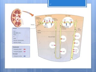 27




     Nuno Correia 2011/12
 