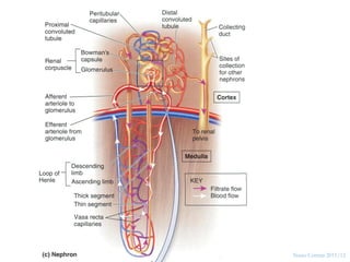 28




     Nuno Correia 2011/12
 