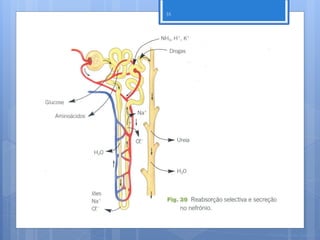 35




     Nuno Correia 2011/12
 