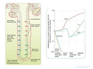 36




     Nuno Correia 2011/12
 