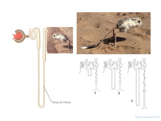 40




     Nuno Correia 2011/12
 