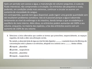 Após um período sem acesso a água, a manutenção do volume sanguíneo, à custa do
fluido intersticial, não compromete a circulação. Os eritrócitos são pequenos e ovais,
podendo, em condições ainda mais extremas, continuar a circular se ocorrer um
aumento de viscosidade do sangue.
Em contrapartida, quando tem água disponível, pode ingerir uma grande quantidade sem
daí resultarem problemas osmóticos. Isto só é possível porque a água é absorvida
lentamente ao nível do estômago e do intestino, dando tempo a que se estabeleça o
equilíbrio do meio interno. Além disso, os eritrócitos podem aumentar até 240% o seu
volume, enquanto, na maioria das espécies, a lise dos eritrócitos ocorre com um
aumento de 150% do seu volume.




                                                         Nuno Correia 2011/12            15
 