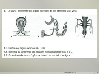 Nuno Correia 2011/12   23
 