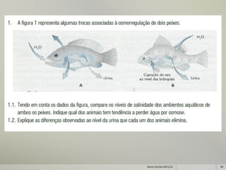 Nuno Correia 2011/12   24
 