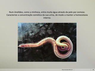 Num Anelídeo, como a minhoca, entra muita água através da pele por osmose.
Caracterize a concentração osmótica da sua urina, de modo a manter a homeostasia
                                     interna.




                                                      Nuno Correia 2011/12         28
 