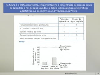 Na figura 3, o gráfico representa, em percentagem, a concentração de sais nos peixes
    de água doce e nos de água salgada, e a tabela indica algumas características
               adaptativas que permitem a osmorregulação nos Peixes.




                                                         Nuno Correia 2011/12          30
 