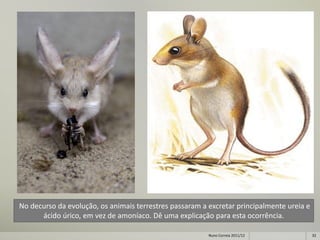 No decurso da evolução, os animais terrestres passaram a excretar principalmente ureia e
      ácido úrico, em vez de amoníaco. Dê uma explicação para esta ocorrência.

                                                         Nuno Correia 2011/12              32
 
