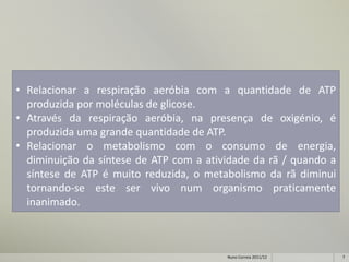 • Relacionar a respiração aeróbia com a quantidade de ATP
  produzida por moléculas de glicose.
• Através da respiração aeróbia, na presença de oxigénio, é
  produzida uma grande quantidade de ATP.
• Relacionar o metabolismo com o consumo de energia,
  diminuição da síntese de ATP com a atividade da rã / quando a
  síntese de ATP é muito reduzida, o metabolismo da rã diminui
  tornando-se este ser vivo num organismo praticamente
  inanimado.



                                         Nuno Correia 2011/12     7
 