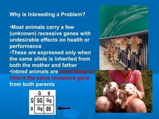 Why is Inbreeding a Problem?

•Most animals carry a few
(unknown) recessive genes with
undesirable effects on health or
performance
•These are expressed only when
the same allele is inherited from
both the mother and father
•Inbred animals are more likely to
inherit the same recessive gene
from both parents
 